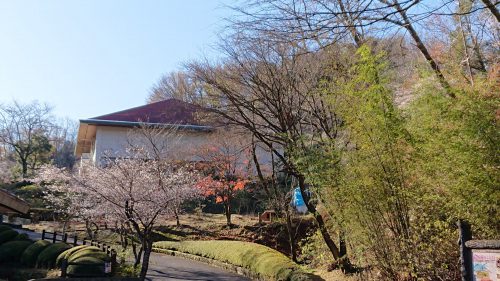 開花情報 四季桜と紅葉の共演美 小原観光協会 愛知県豊田市