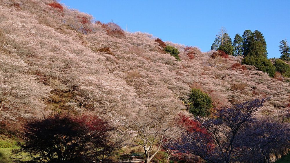 川見四季桜の里