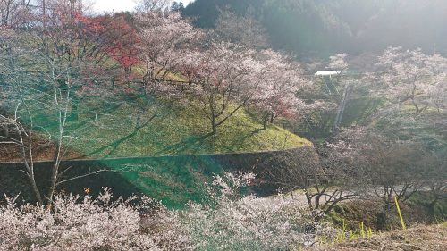 開花情報 四季桜と紅葉の共演美 小原観光協会 愛知県豊田市