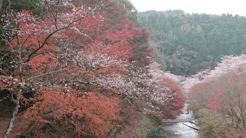 開花情報 四季桜と紅葉の共演美 小原観光協会 愛知県豊田市