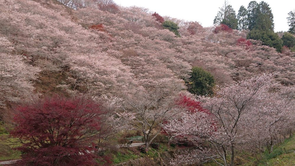 川見四季桜の里