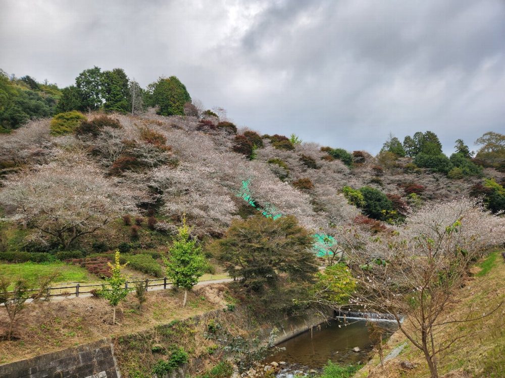 川見四季桜の里