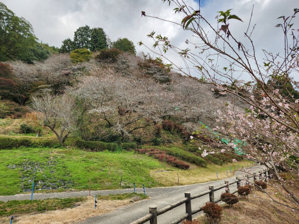 川見四季桜の里