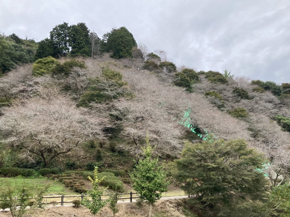 川見四季桜の里