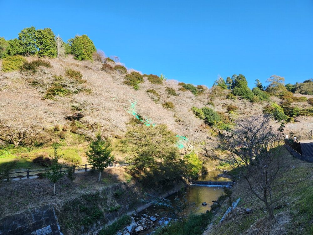 川見四季桜の里