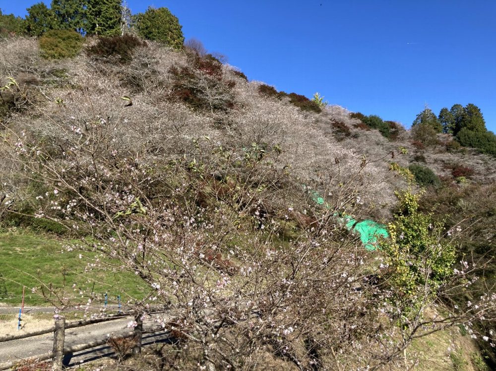 川見四季桜の里