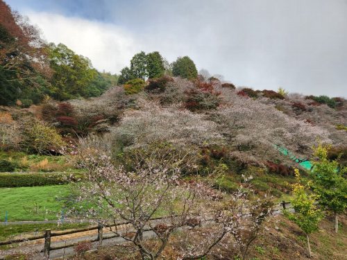 川見四季桜の里