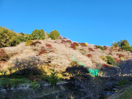 川見四季桜の里