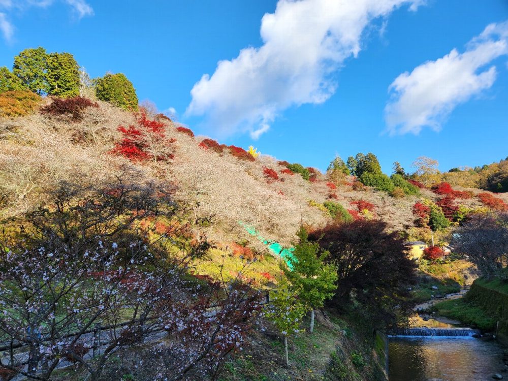 川見四季桜の里