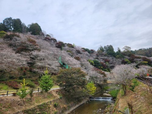 川見四季桜のさと