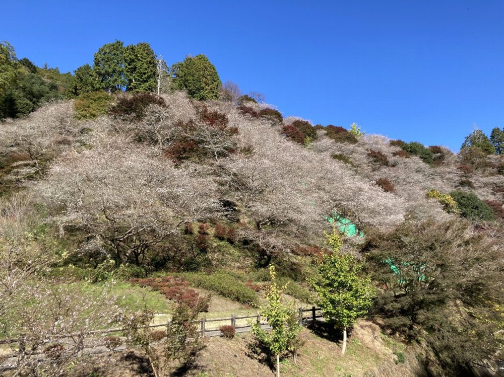 川見四季桜の里