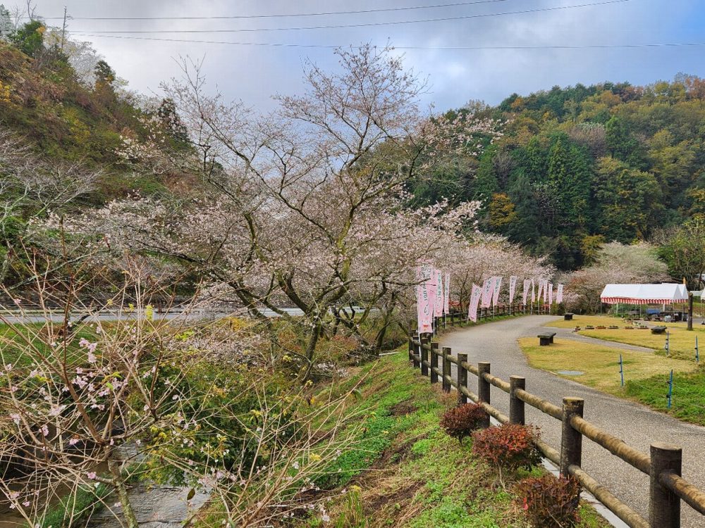 川見四季桜の里