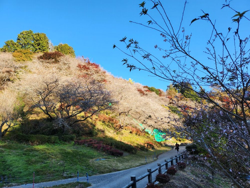 川見四季桜の里