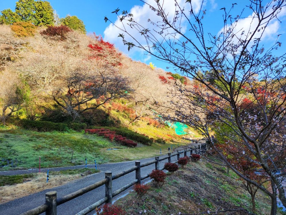 川見四季桜の里