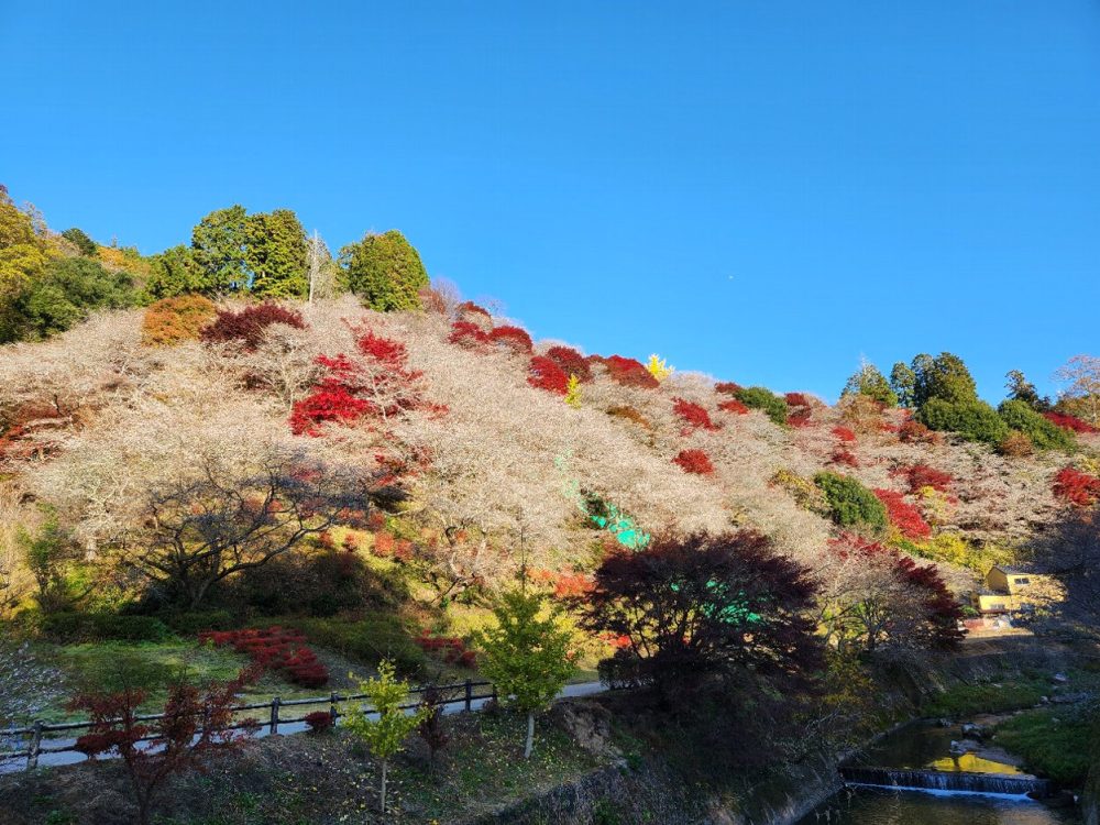 川見四季桜の里