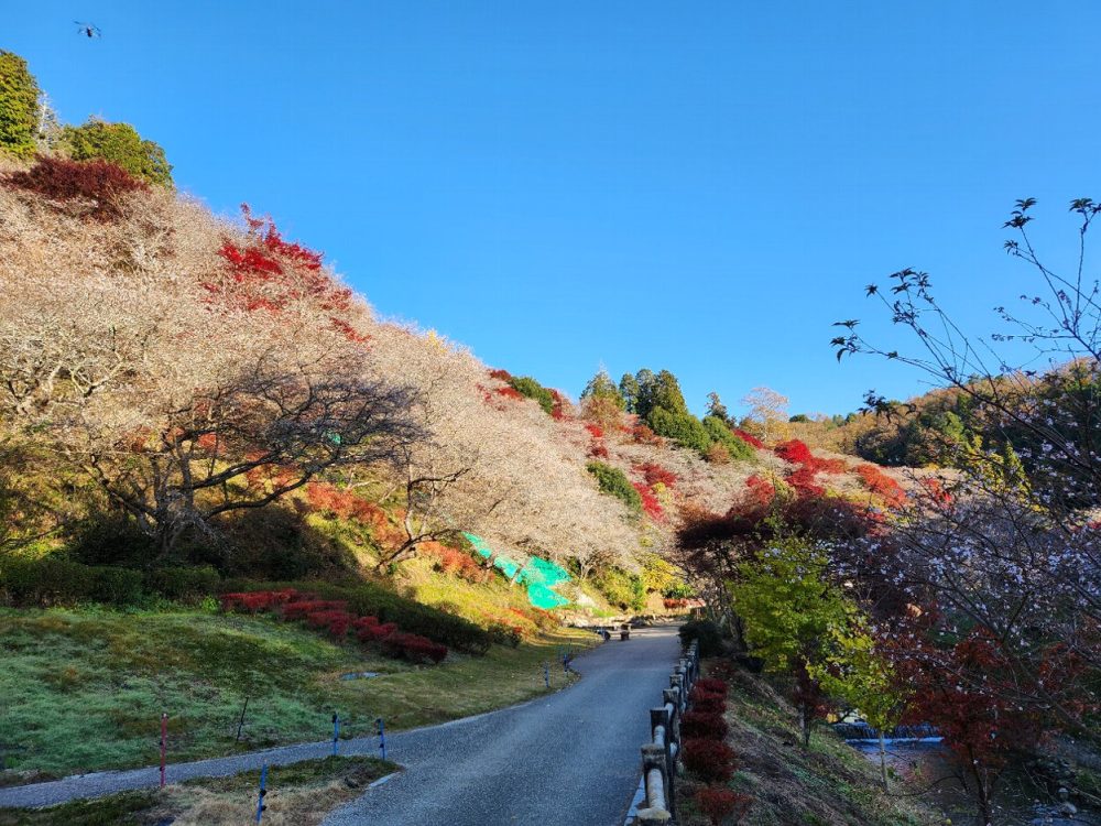 川見四季桜の里